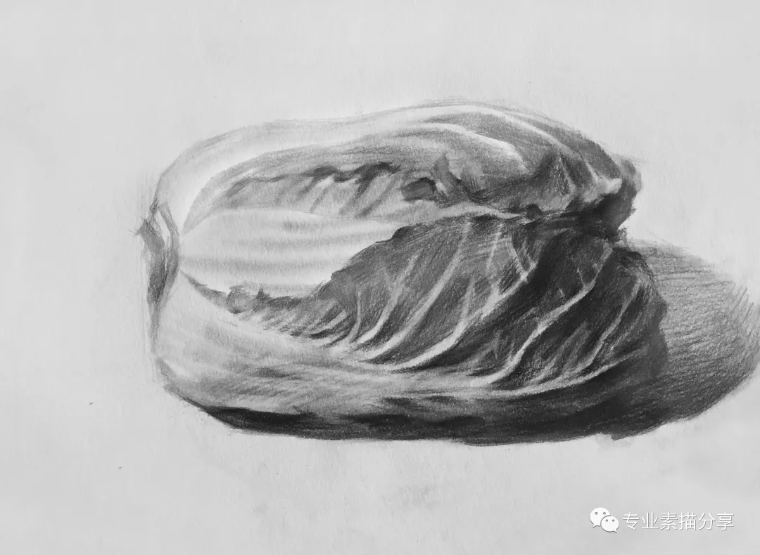 静物｜白菜画法与步骤