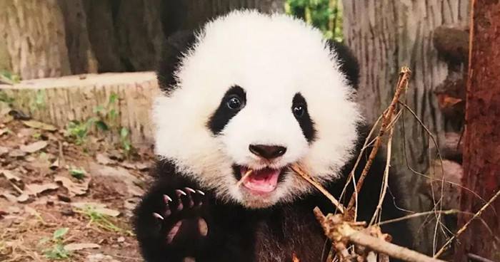 三年级下册七单元作文，国家大熊猫，是熊还是猫呢