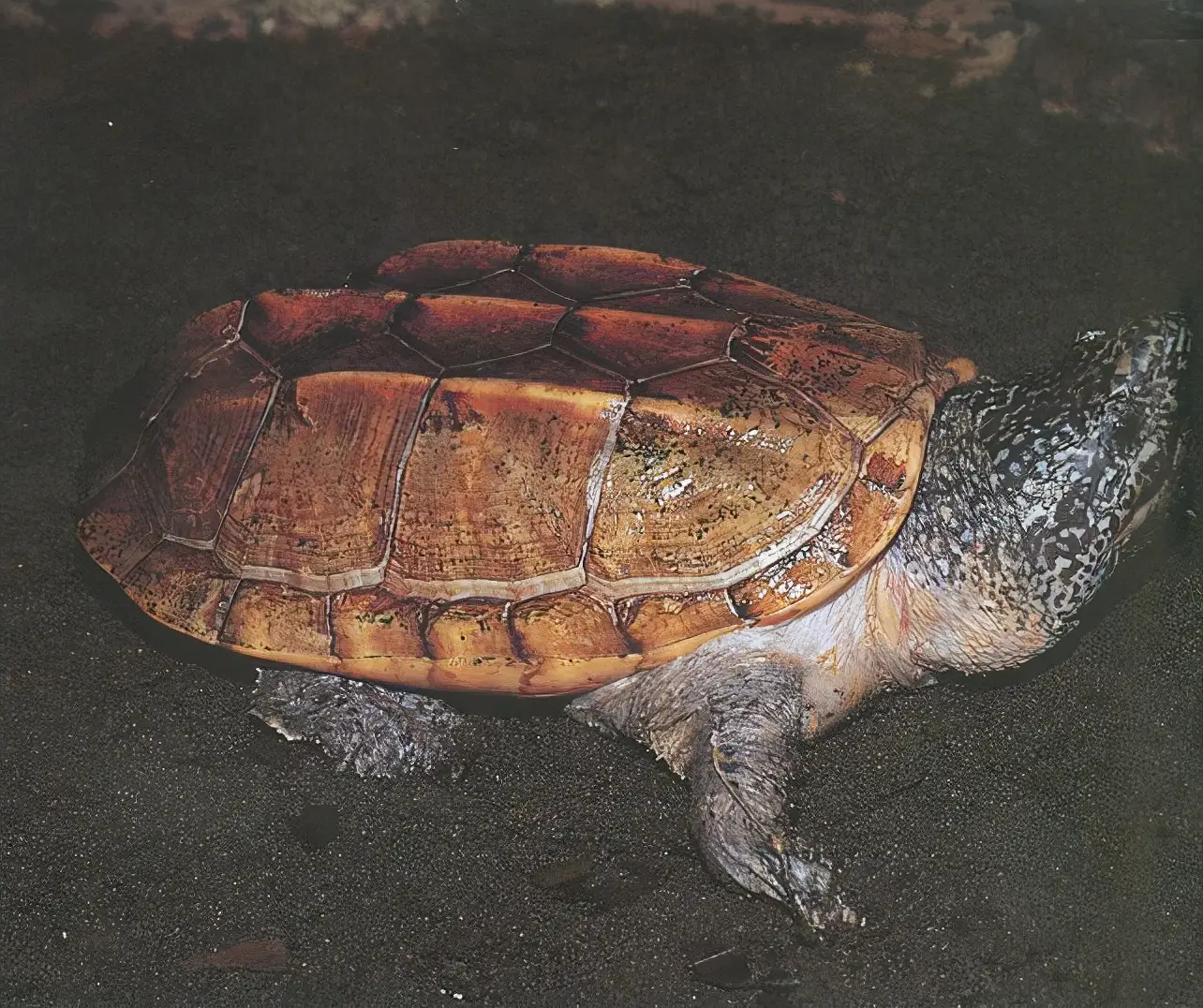 乌龟的种类图片及名称（乌龟的品种图片）