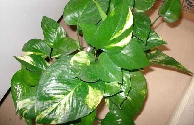 3种耐阴植物，养在室内很好，叶色碧绿有光泽，大气又好养