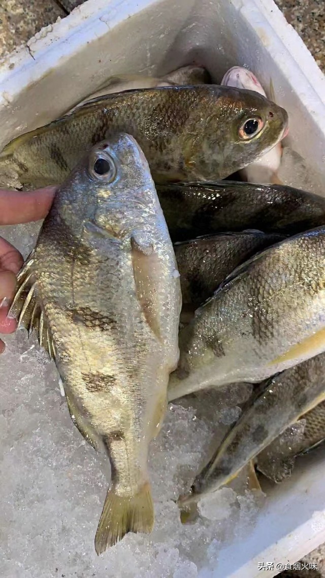 懂海鲜的人到菜市场就买这8种鱼,营养丰富味道鲜美,遇到别手软