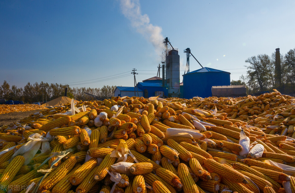 玉米这波落价有多“可怕”？未来还能否上涨？11月15日玉米价格