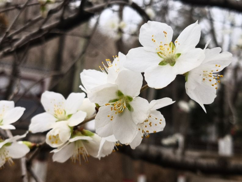 花木古韵丨徜徉花海，醉卧听雨，不知归去来兮