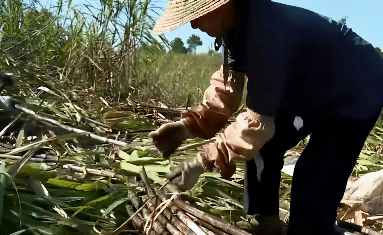 唐尚珺第13次参加高考，曾被政法大学录取，今年能如愿上中科大？