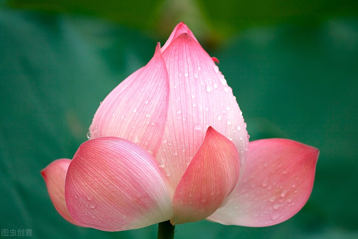 寒灯纸上，梨花雨凉，笙歌不见故人散，我等风雪又一年