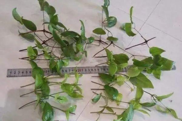 10种花,现在赶紧扦插,随便插土里就能活