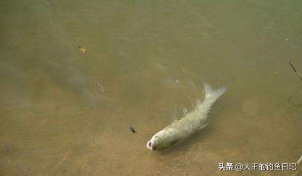夏季河流野钓草鱼串钩绑制方法教程