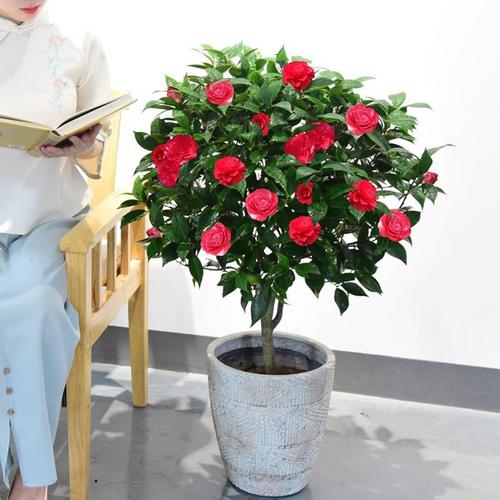 6种“喜冷花”，冬天也能开得“姹紫嫣红”，喜欢建议养一盆