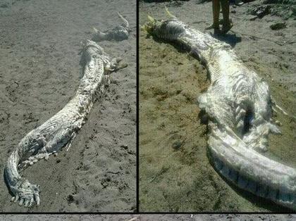 中国十大著名坠龙事件及营口坠龙最详细始末