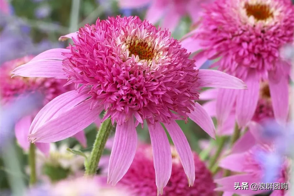 松果菊花期的图片（重瓣松果菊花开一夏的美）