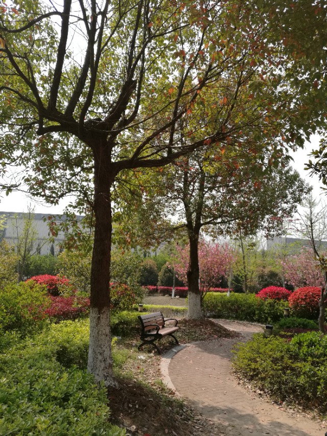 这里不仅有大树、高楼，更有大师——带你参观南京大学仙林校区