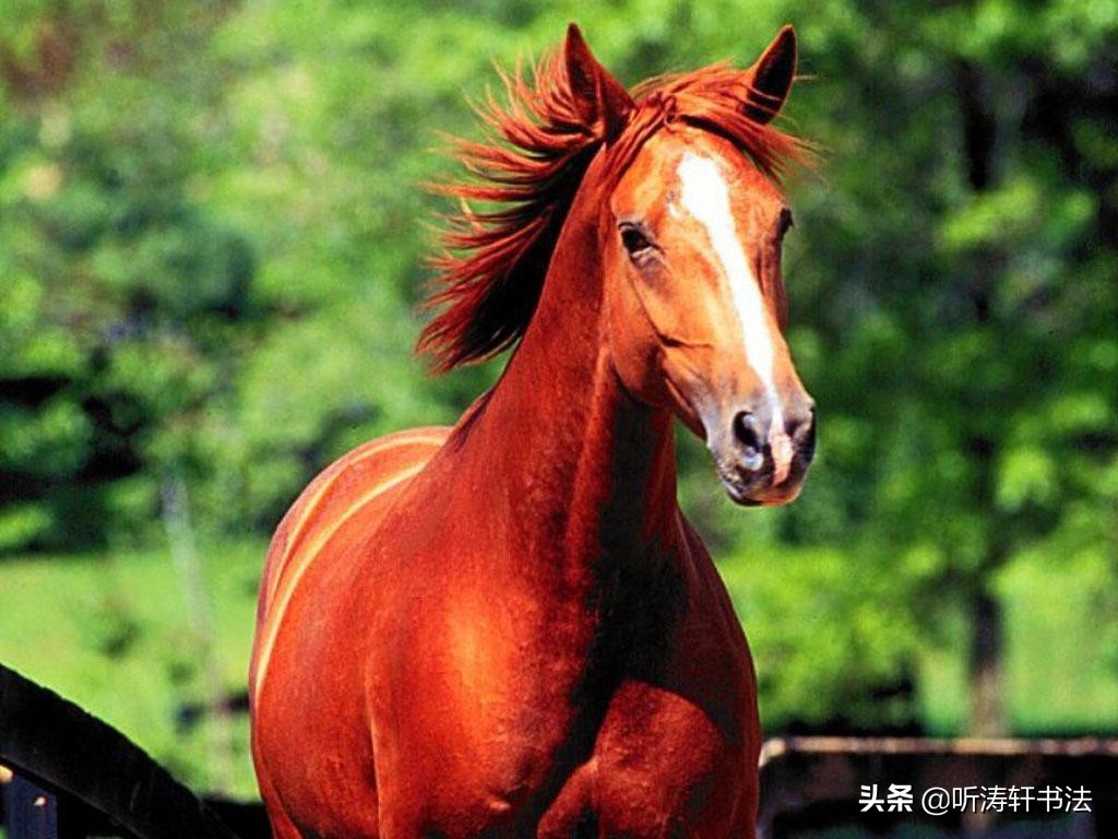豖字读音解析：揭秘古老汉字的正确发音与含义