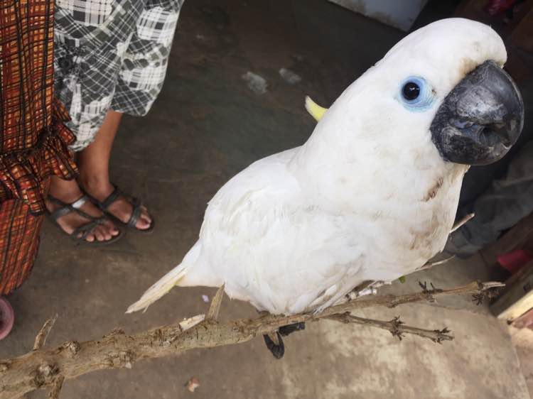 超市老板花50块钱买一只鸟 卖家说是葵花鹦鹉 网友 真赚大发了葵花鹦鹉原产地蓝眼大葵花巴丹鹦鹉 天天看点