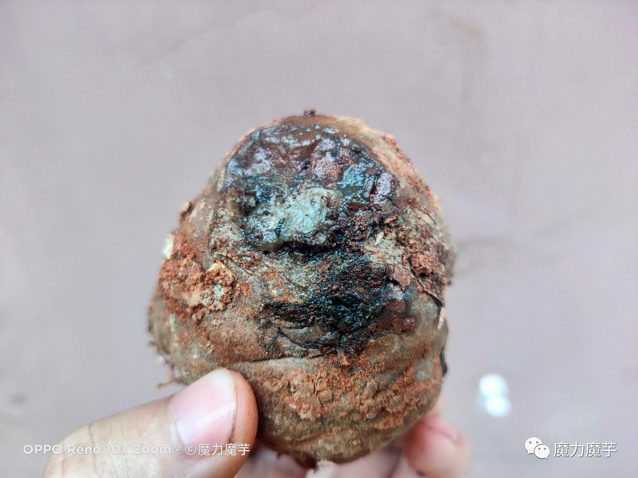 魔芋种子套网袋效果怎么样_有什么好处_ 第3张