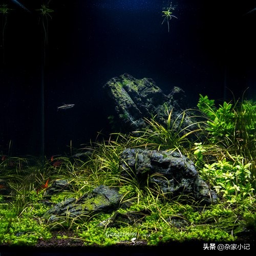 不求最美,但求简单省心的60小草缸造景