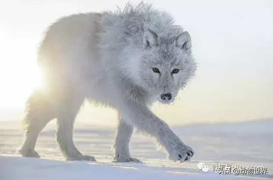 北极狼图片（关于灰狼的亚种北极狼的简介）