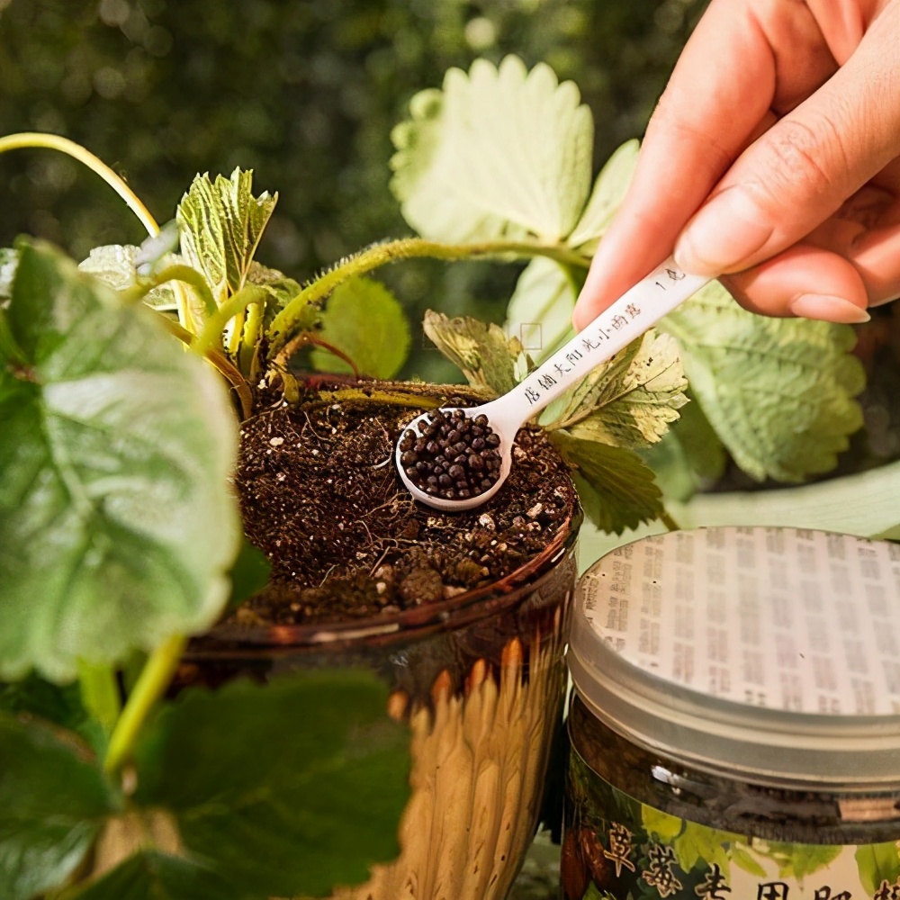 13草莓的盆栽种植方法 -骁龙网