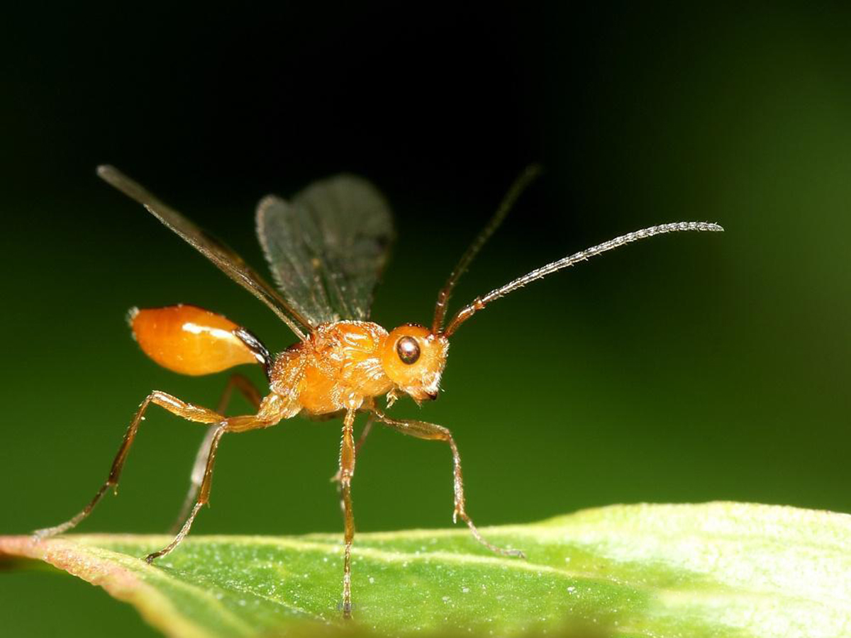 铁线虫的天敌是什么（生物界的傀儡师操控宿主）