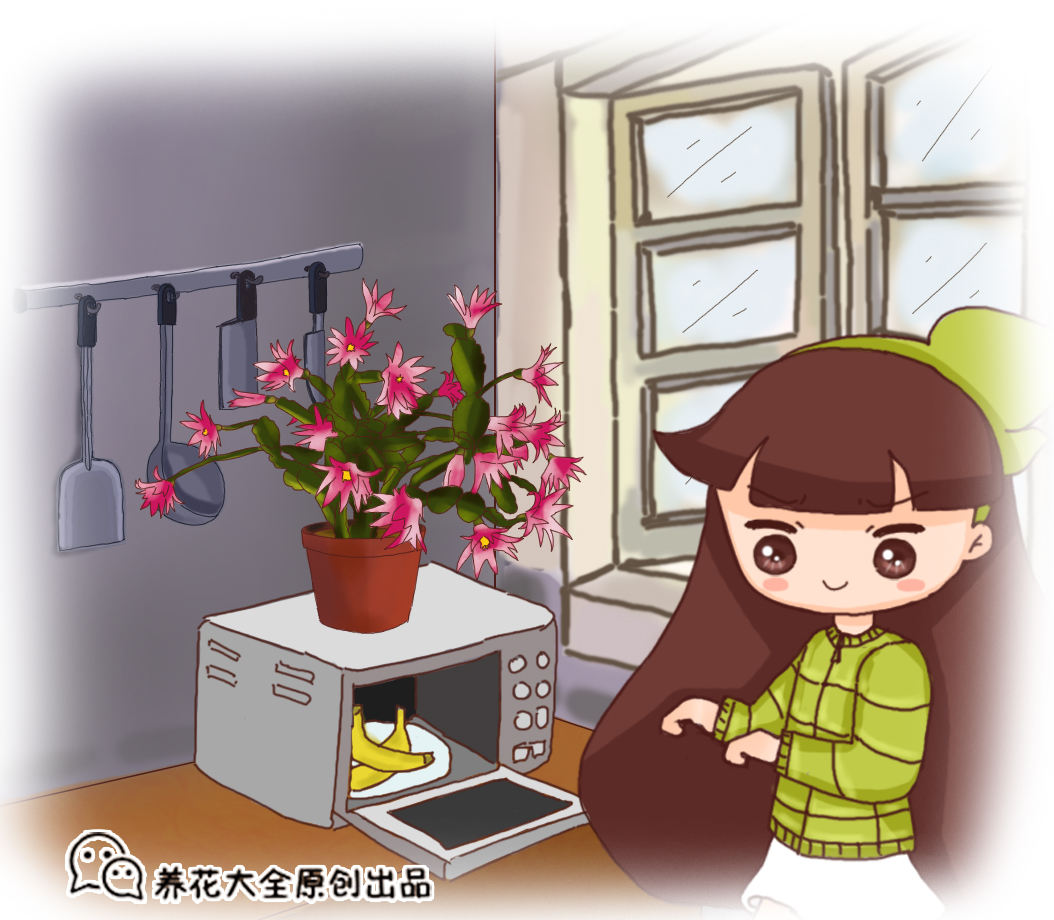 香蕉皮怎么做肥料养花肥料 香蕉皮有机肥 心情笔记