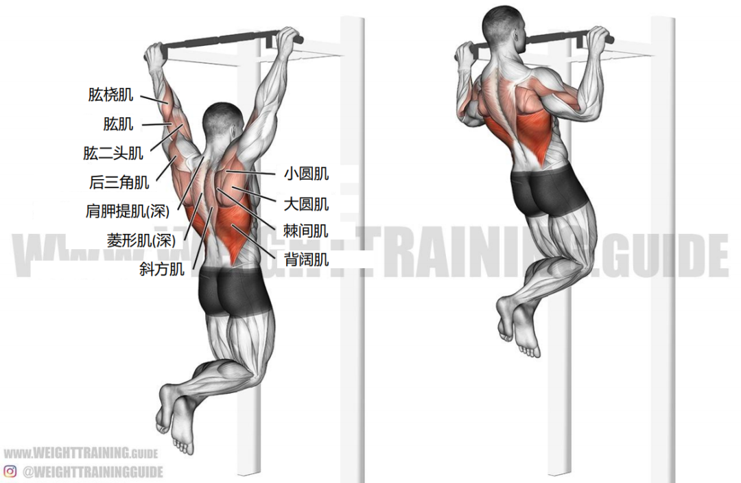 大学男生引体向上零分率接近80%！肌肉力量锻炼，不只是为了塑造肌肉线条，更是为了健康