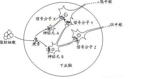 脂肪细胞