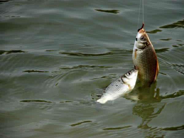 農村釣魚人,一年四季的釣魚技巧都在這裡