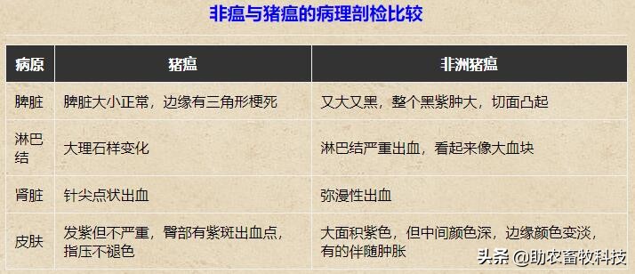 非瘟的症状及表现猪（非洲猪瘟的临床症状及快速净化技术）