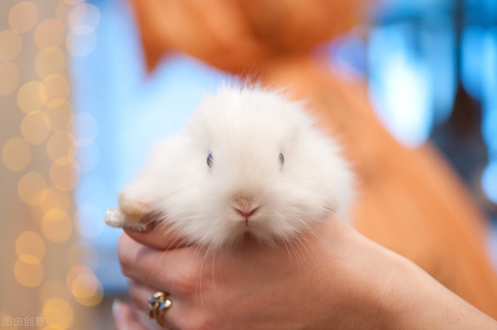 兔子不吃不喝不拉能活多久，如果不闻不问，会导致机体衰竭