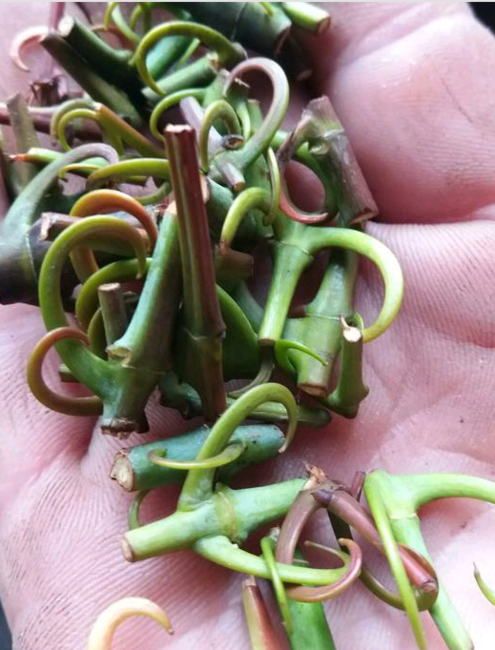 勾丁的功效与作用(勾丁的功效与作用与主治)-我的快乐小窝