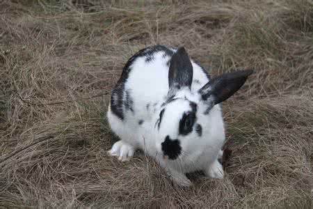 世界上的兔子品种超过150种,不同品种的兔子有不同的外观特色.