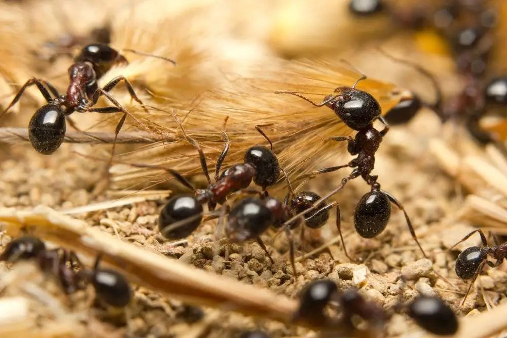 管窥蚂蚁集团的蚁群战略
