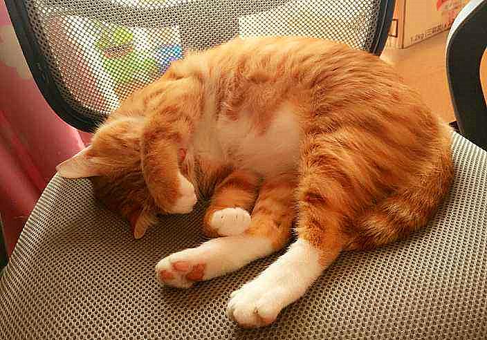 猫咪打呼并非睡眠质量高，还有感染疾病的可能，主人应提高警惕