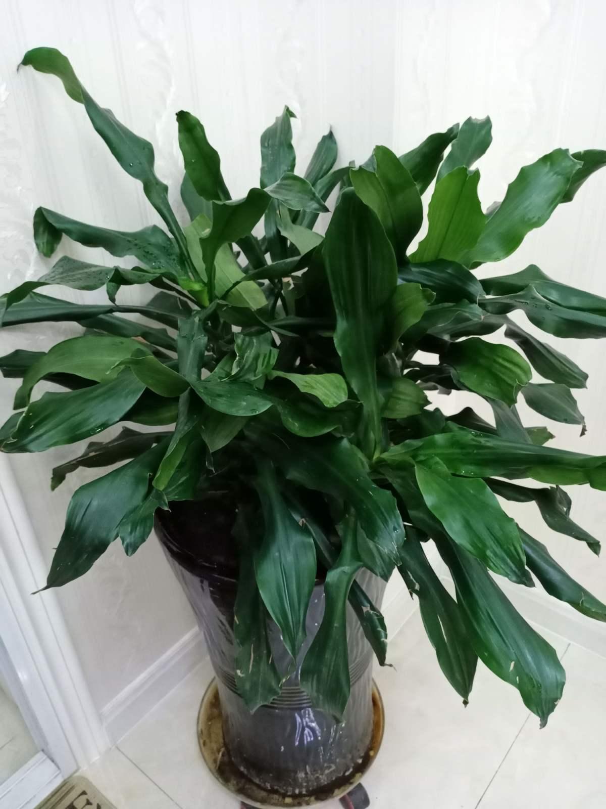 招财寓意植物大盘点,15种花养家里,有吉祥好兆头