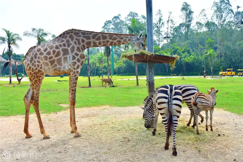 长隆欢乐世界旅游攻略景点必去（三天三夜欢乐长隆之旅）