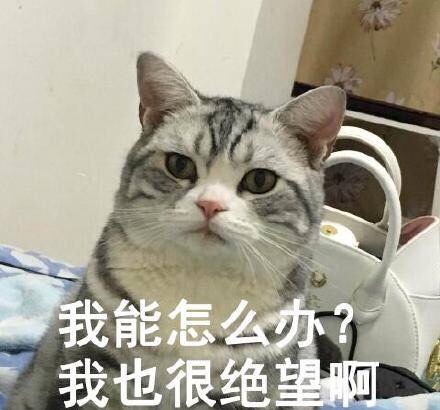 美国短毛猫丨银虎斑
