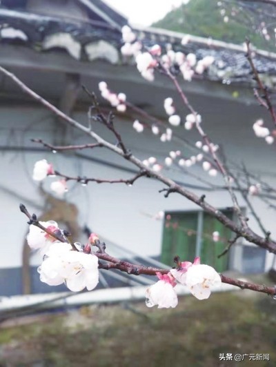 杏树开花时间（美丽的杏树的花期与温度的影响）