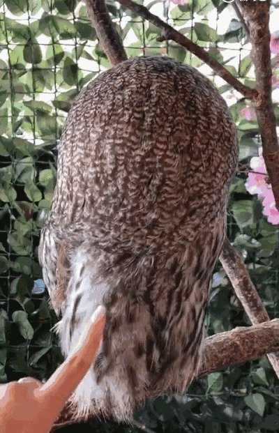 猫头鹰从不自己筑巢，都是抢，为什么？战斗力爆表，是鹰的天花板