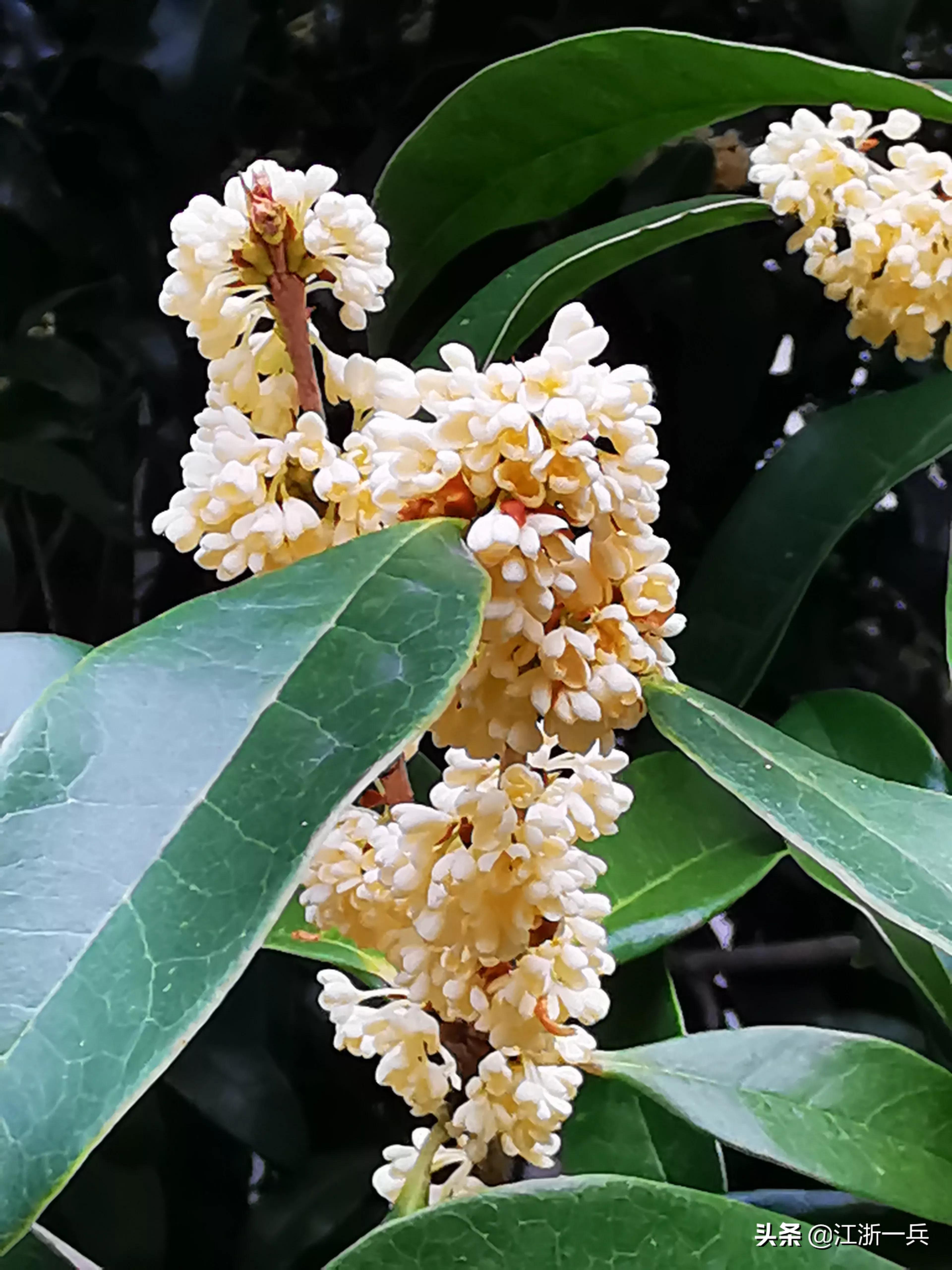 金秋时节丨八月桂花九月开，期待亦美好，花香更醉人