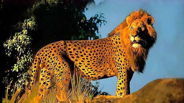 狮子是猫科还是犬科狮子为什么是伪猫科