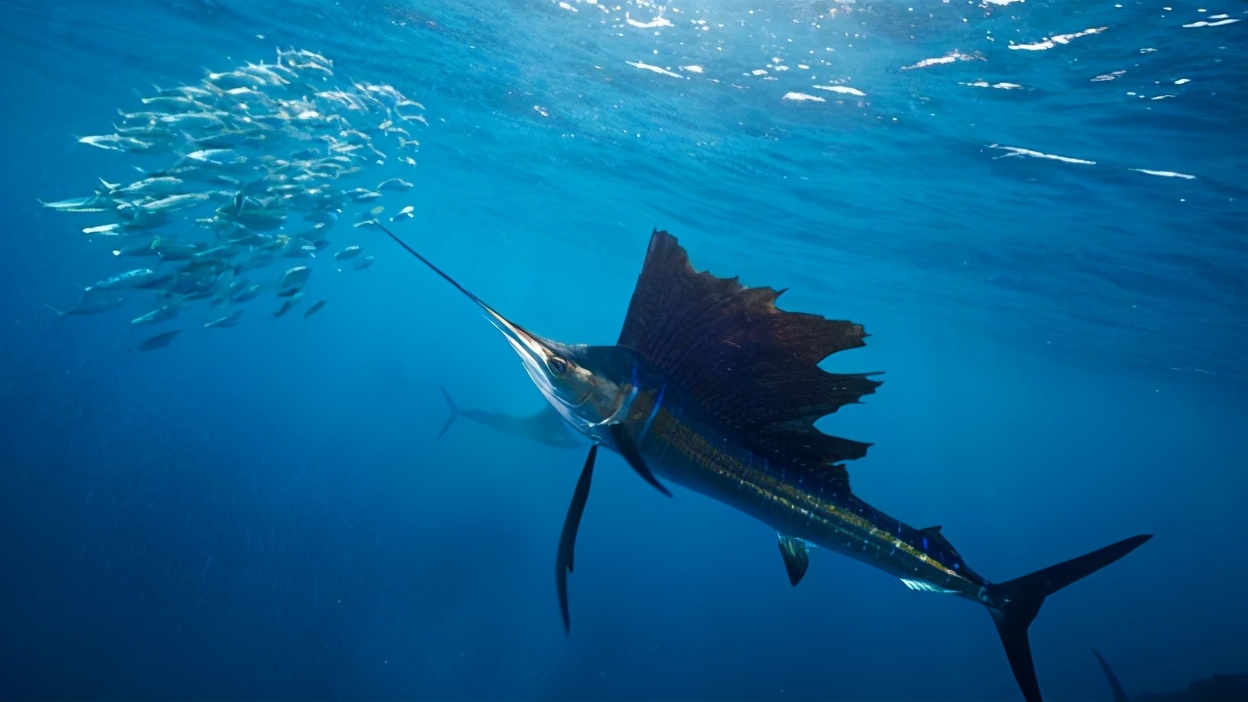 13旗鱼可以撞死鲨鱼吗 -生活知识库-动动脑