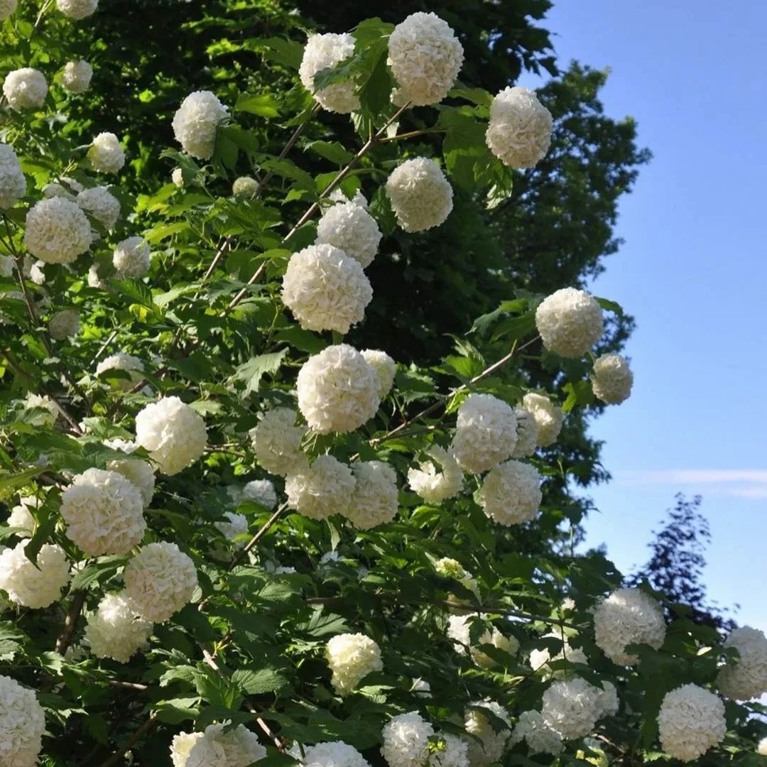 适合种庭院里的木绣球，开花壮观，容易打理，不容错过