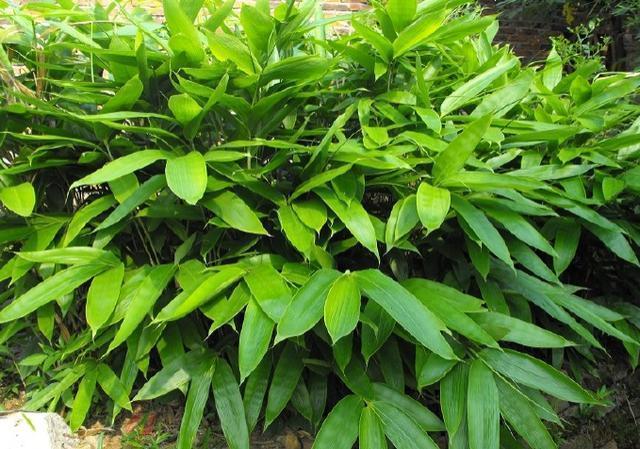 端午百科：年年吃粽子，粽叶是什么植物的叶子？天南海北不一样！