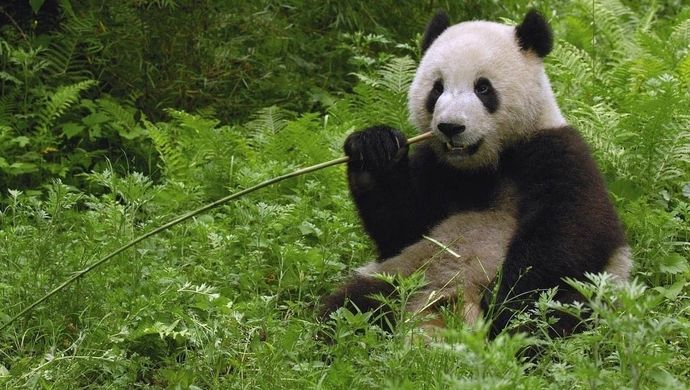 我国有熊猫、金丝猴、金毛羚牛和朱鹮，为什么偏偏熊猫是国宝？