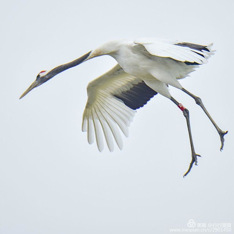 鹤生长在什么环境（世界上最大的丹顶鹤繁殖地）