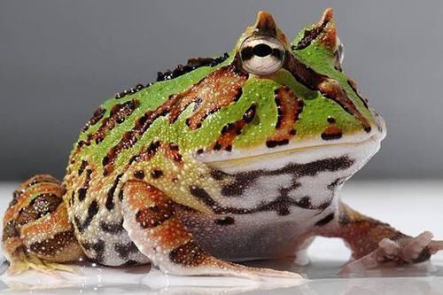 全球10大怪异青蛙