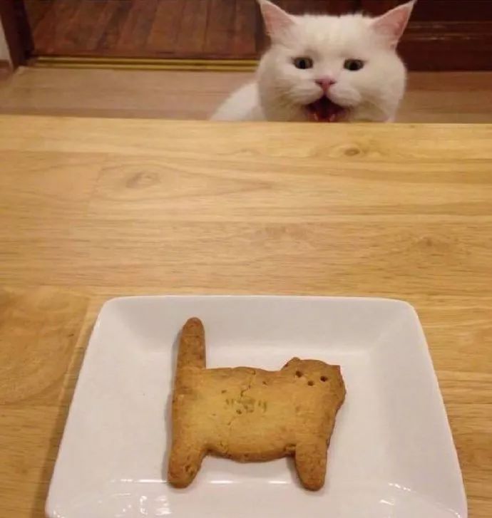 鏟屎官心靈手巧給貓咪做了塊生日餅乾，結果貓咪的表情亮了
