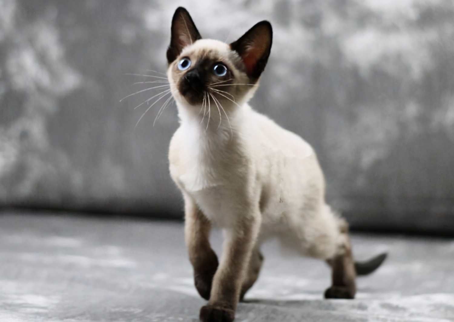 第二种——暹罗猫