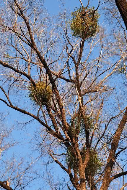 万万没想到,寄生在树上的(槲寄生,桑寄生)能祛风湿,补肝肾