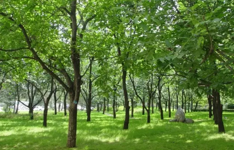 优秀！北京这所高校：走出外交部发言人、联合国发言人，直属教育部！