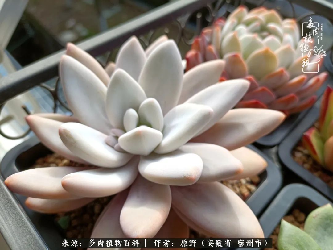我心观世界：生活与多肉，应无所住而生其心
